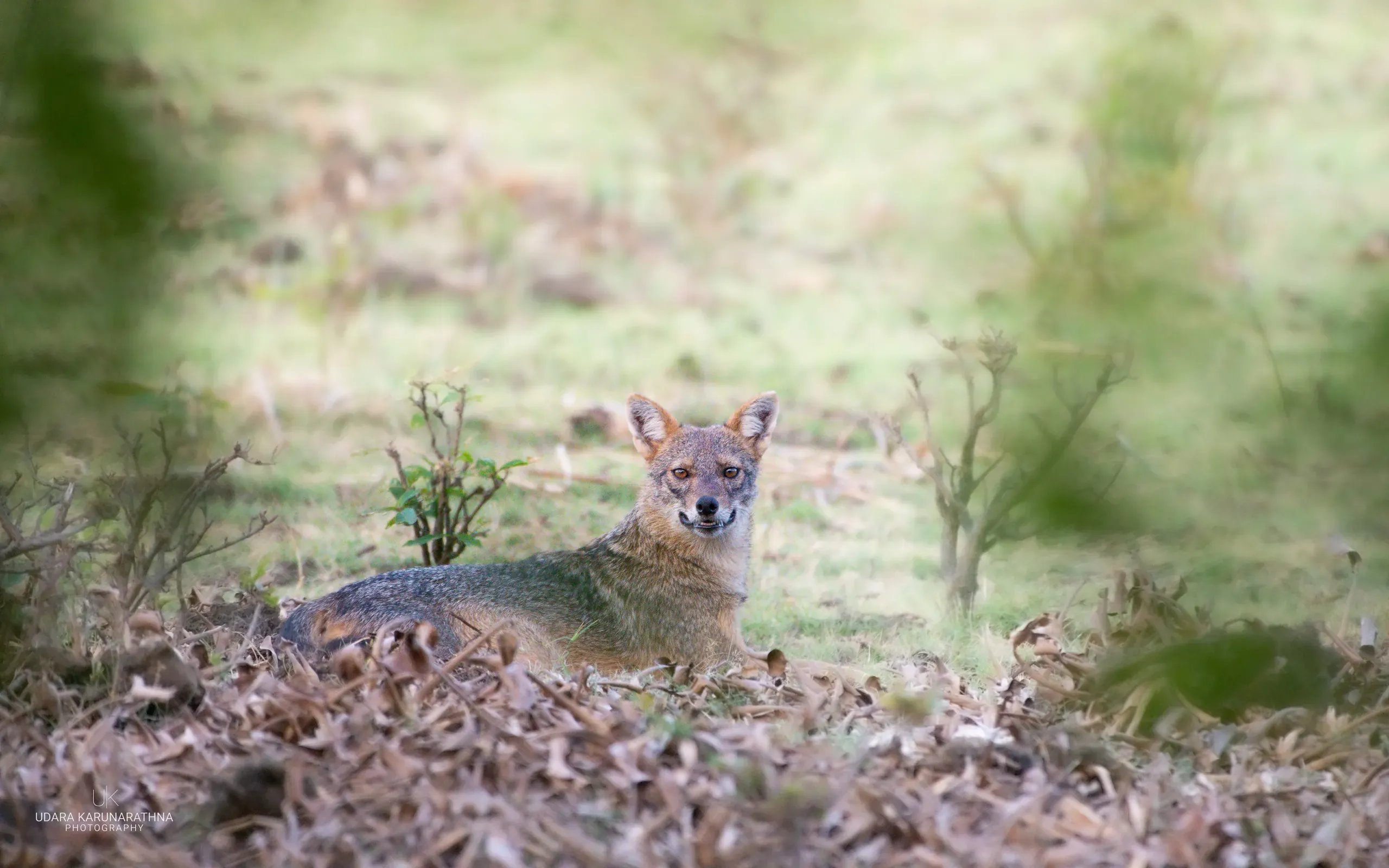Golden jackal lying in dry leaf litter