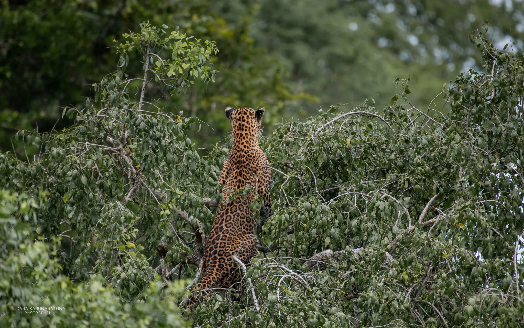 Leopard standing up in a thorny bush, looking away