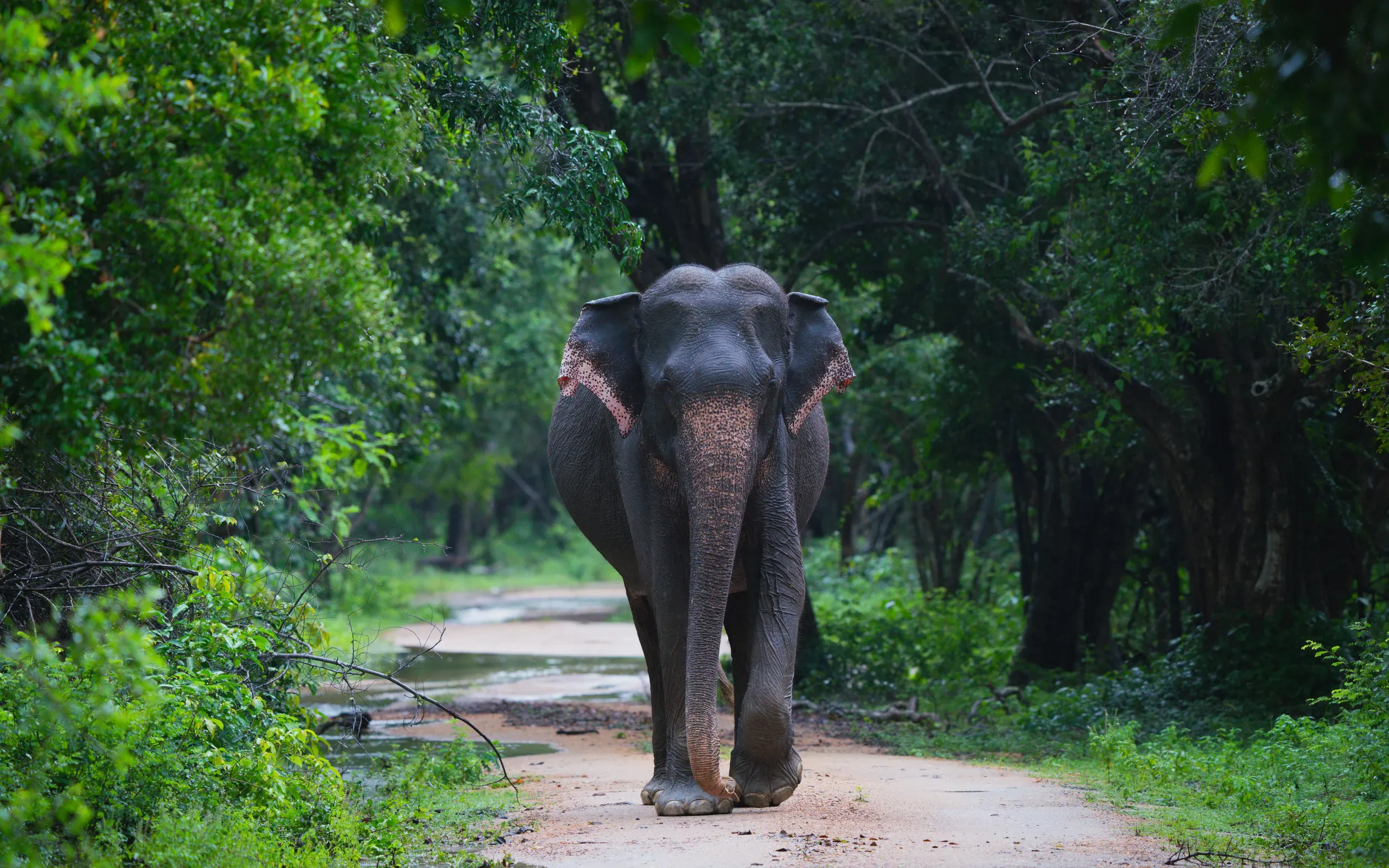 Elephant walking down a forest track towards the camera