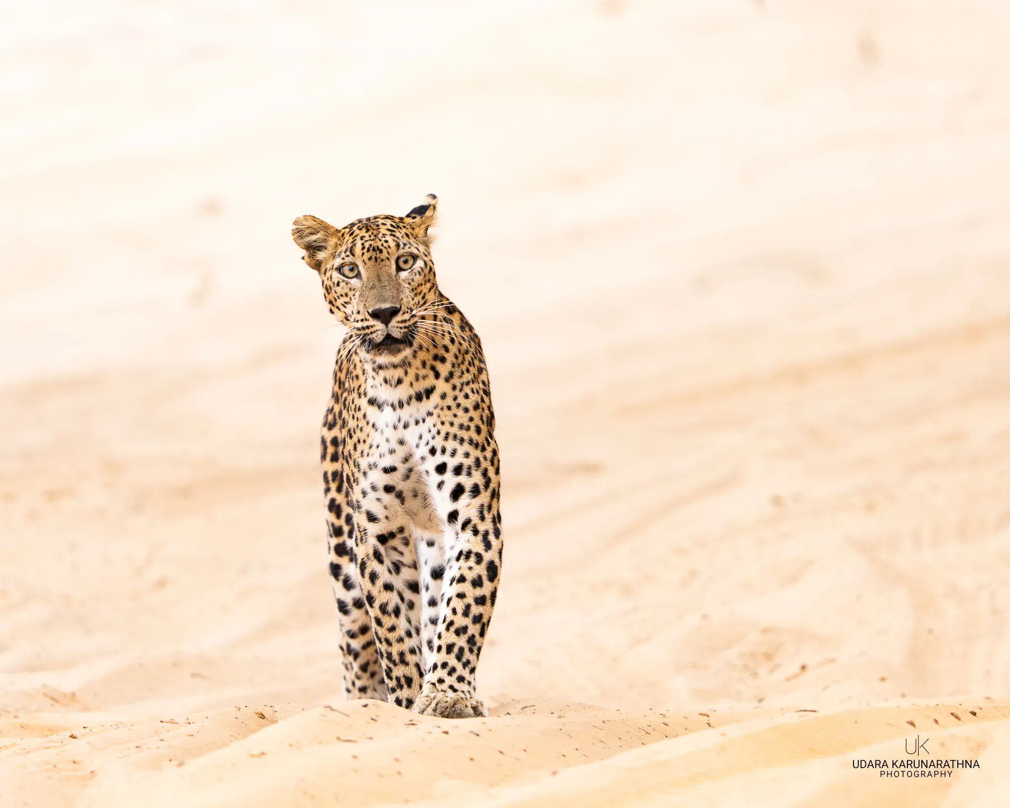Leopard standing on white sand, looking into the camera