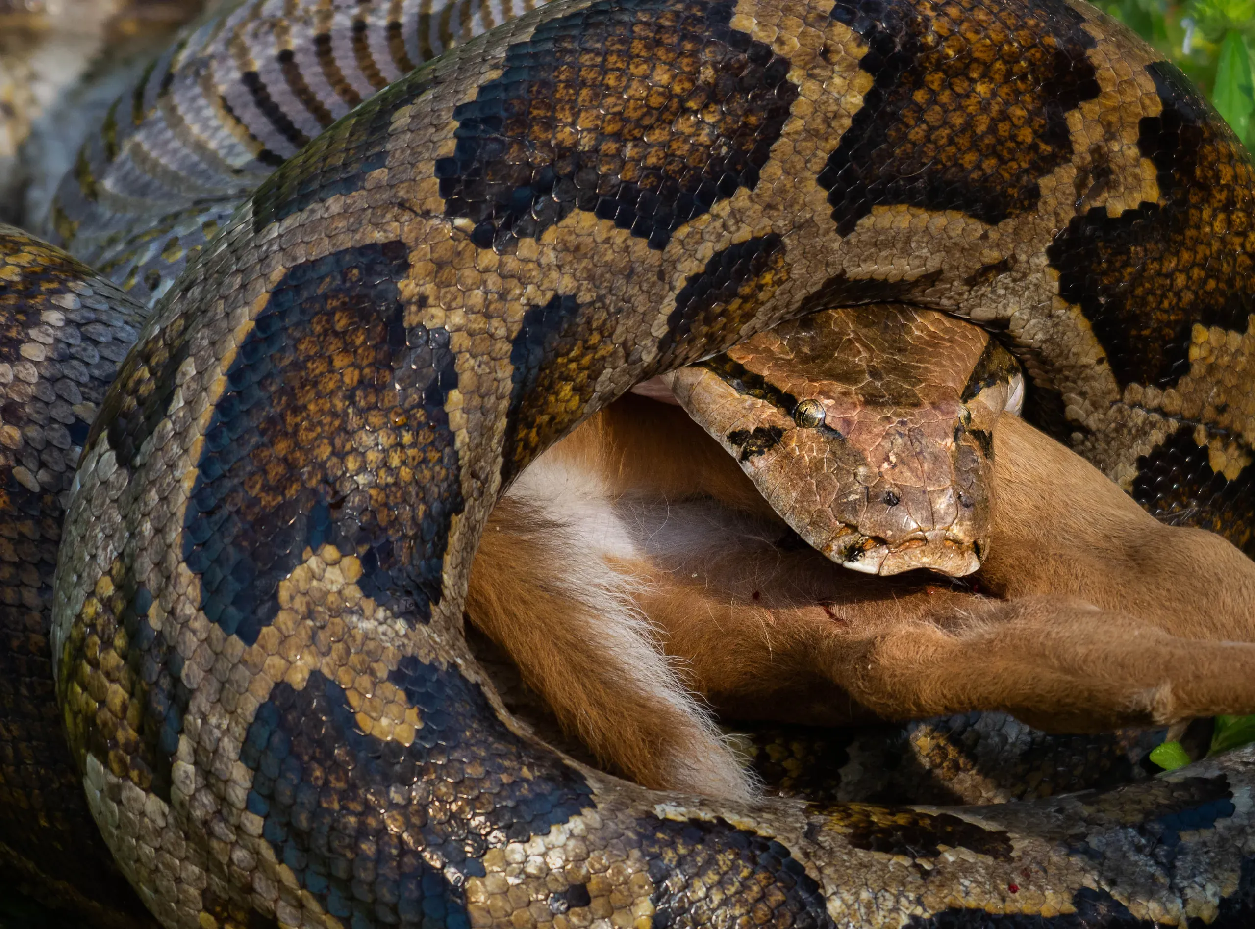 Rock python coiled around its prey