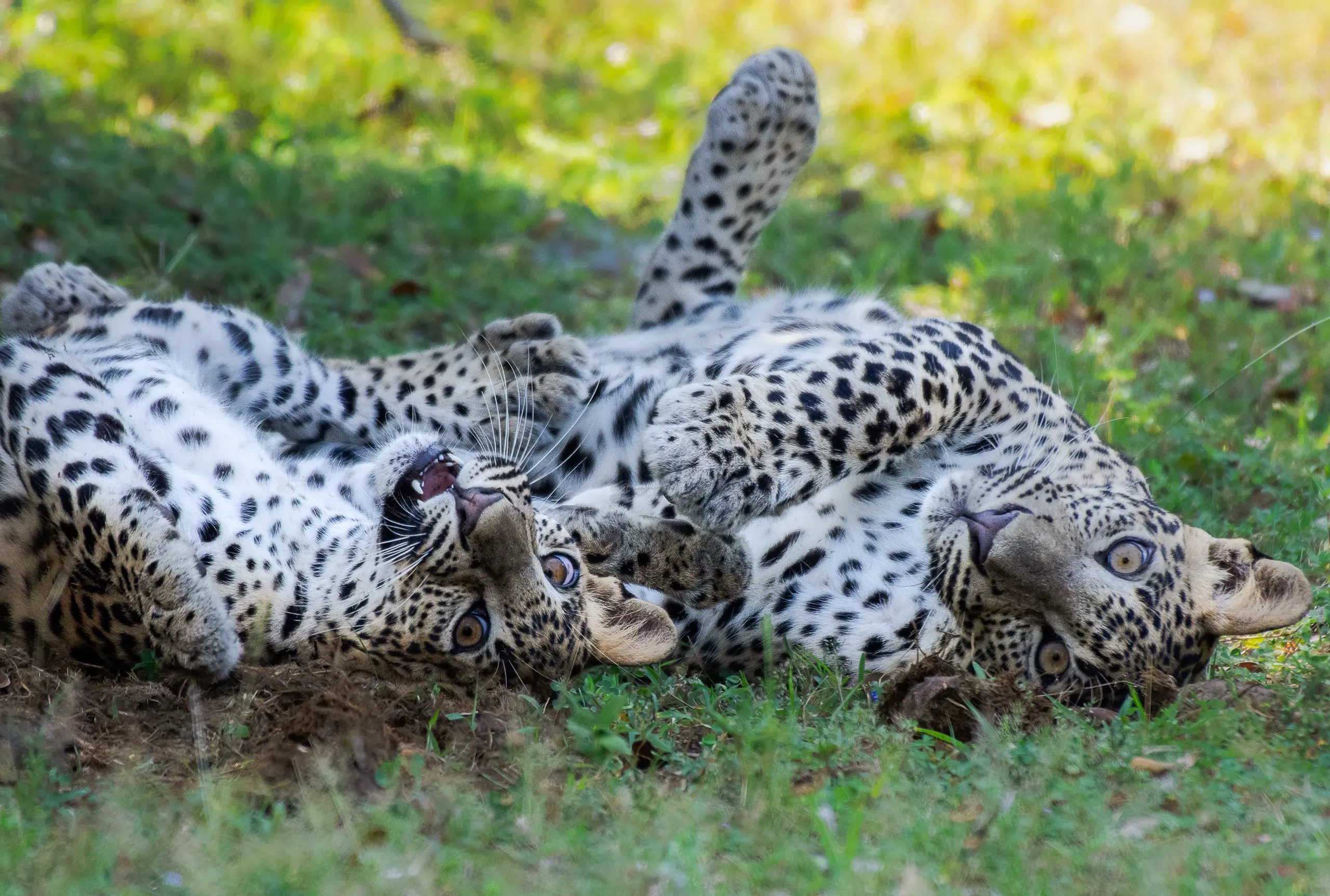 Two leopard cubs rolling and playing in the grass