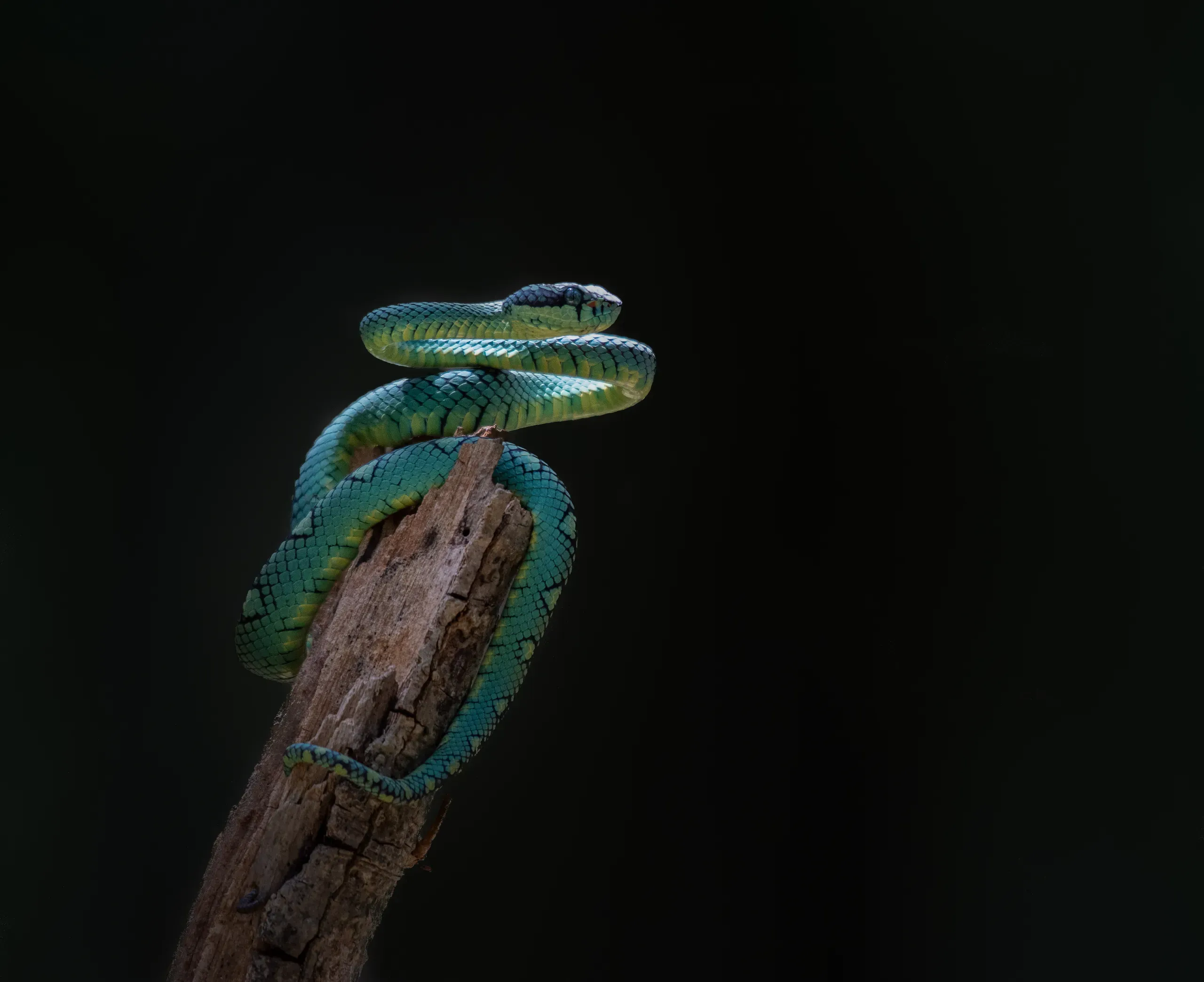 Green pit viper coiled on a broken stump against a dark background