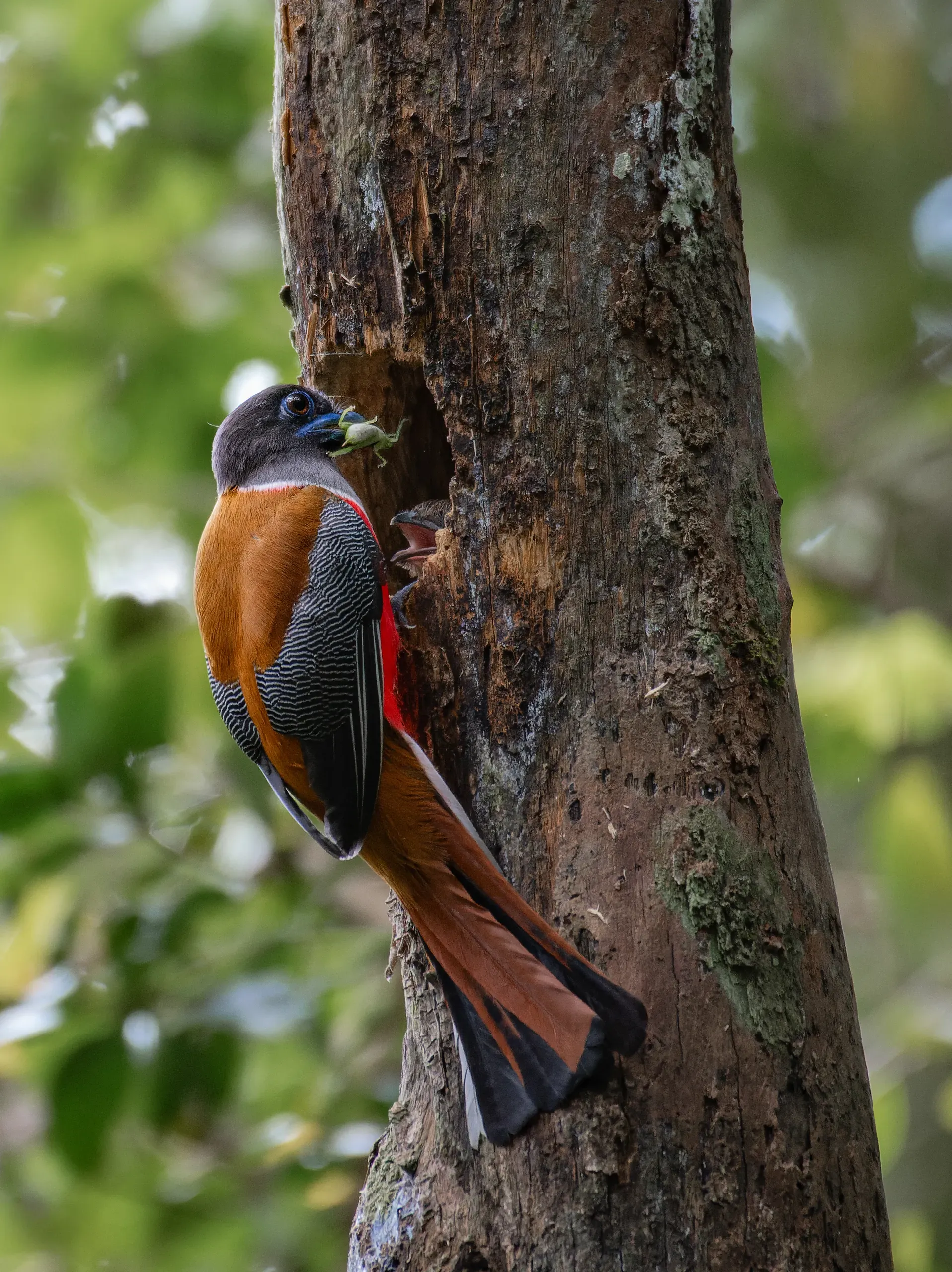 Malabar trogon clinging to a tree trunk