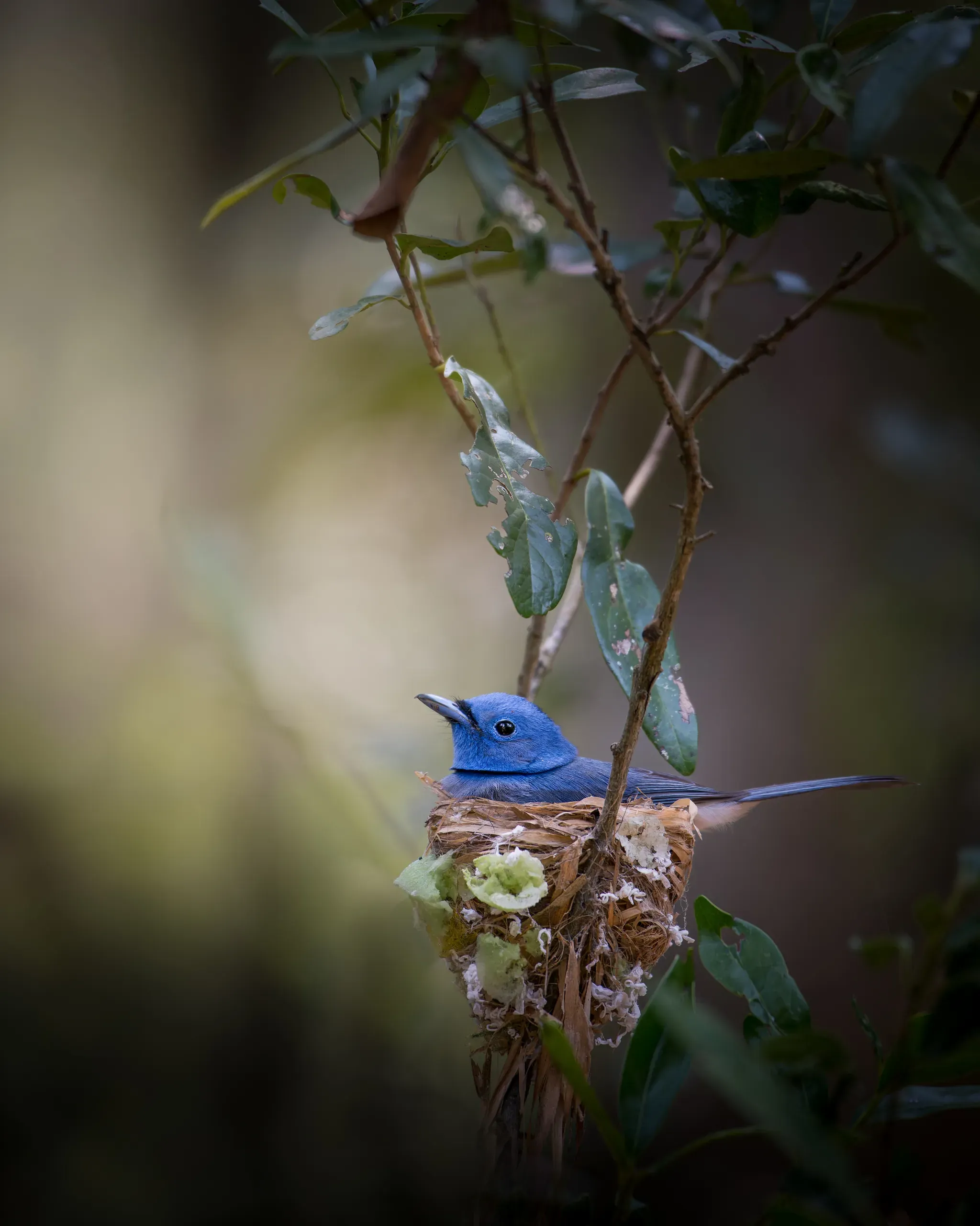 Black-naped monarch sitting on its nest