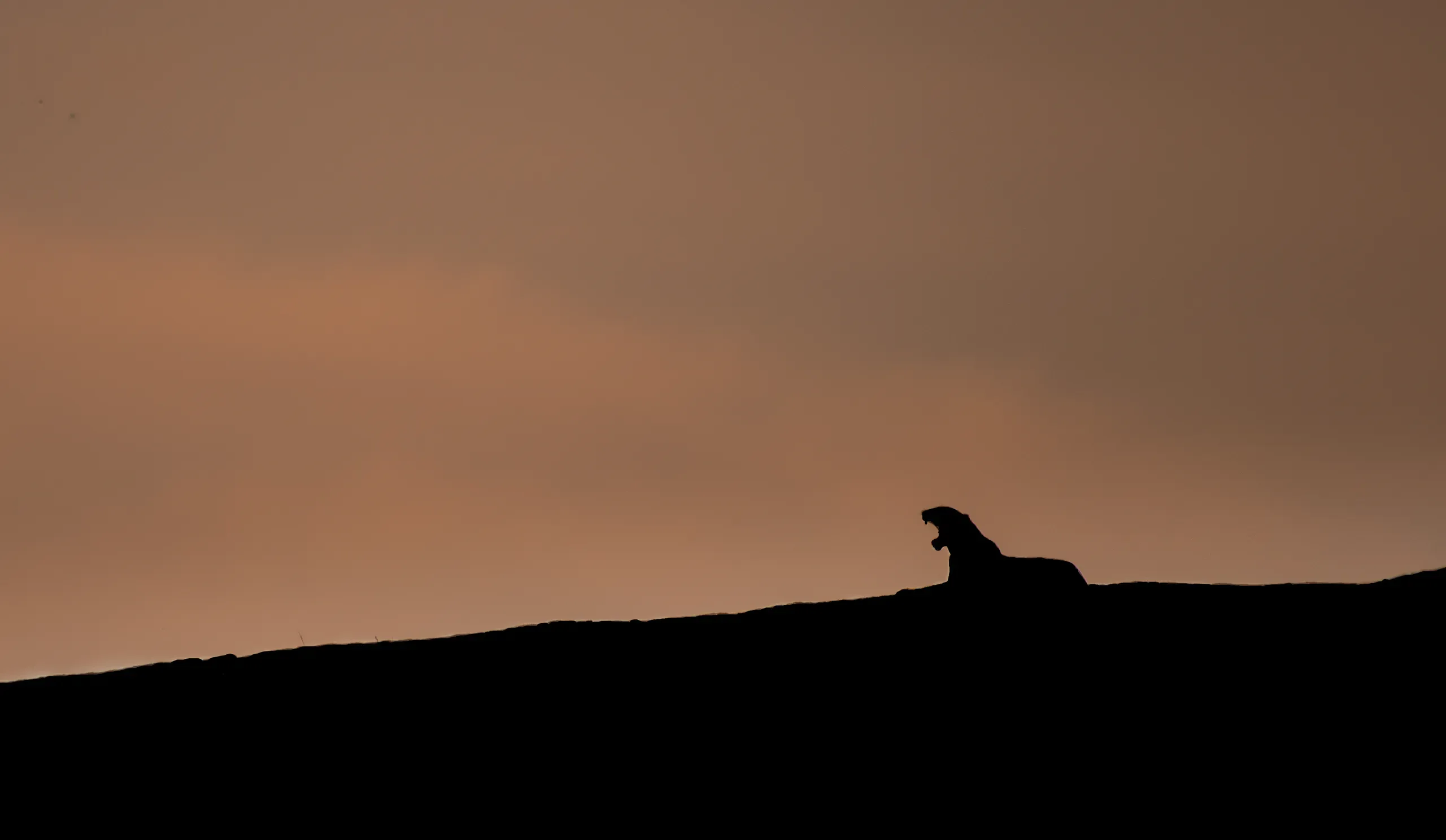 Silhouette of a leopard on a rock against a dusk sky