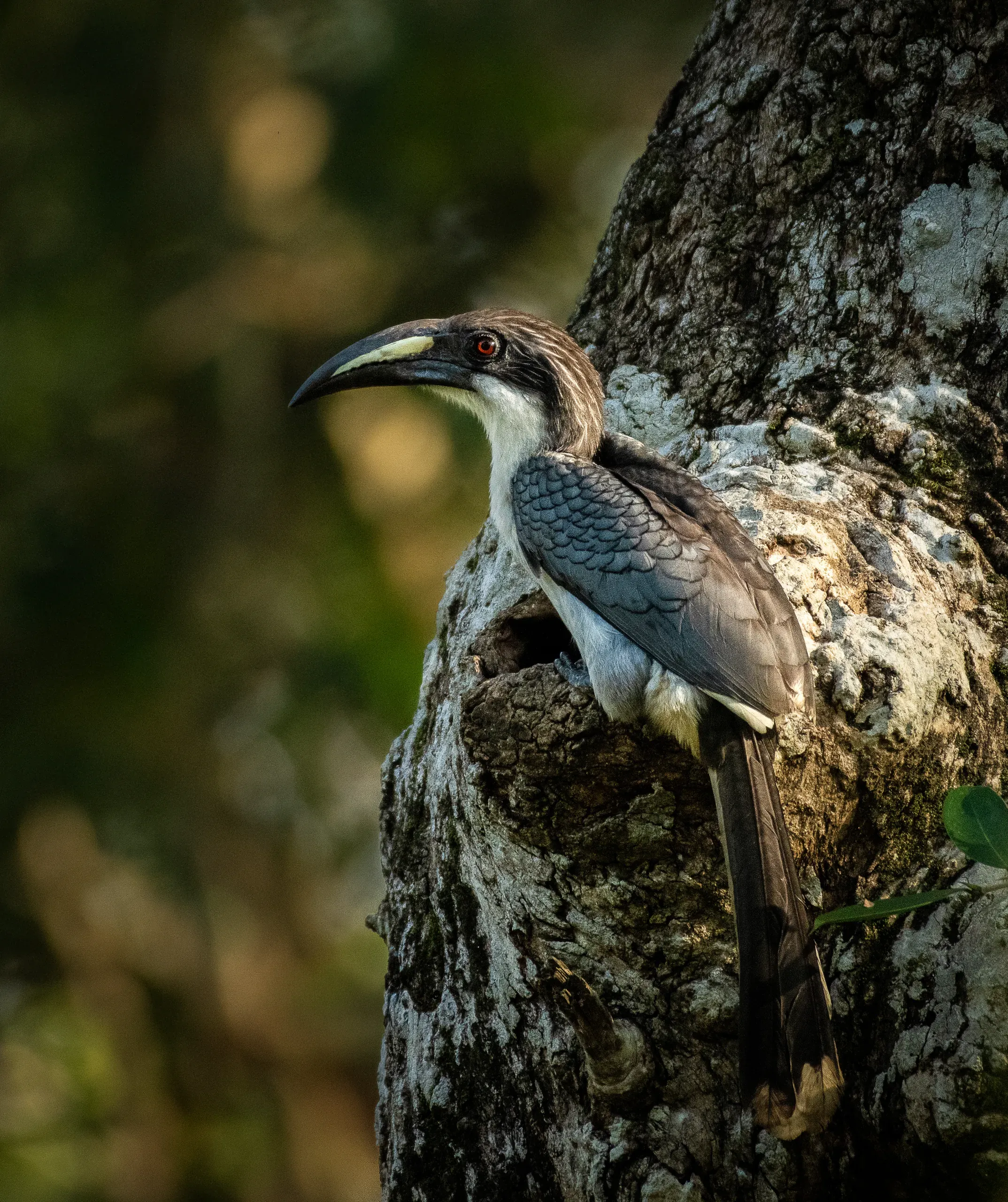 Sri Lanka grey hornbill at a tree hollow