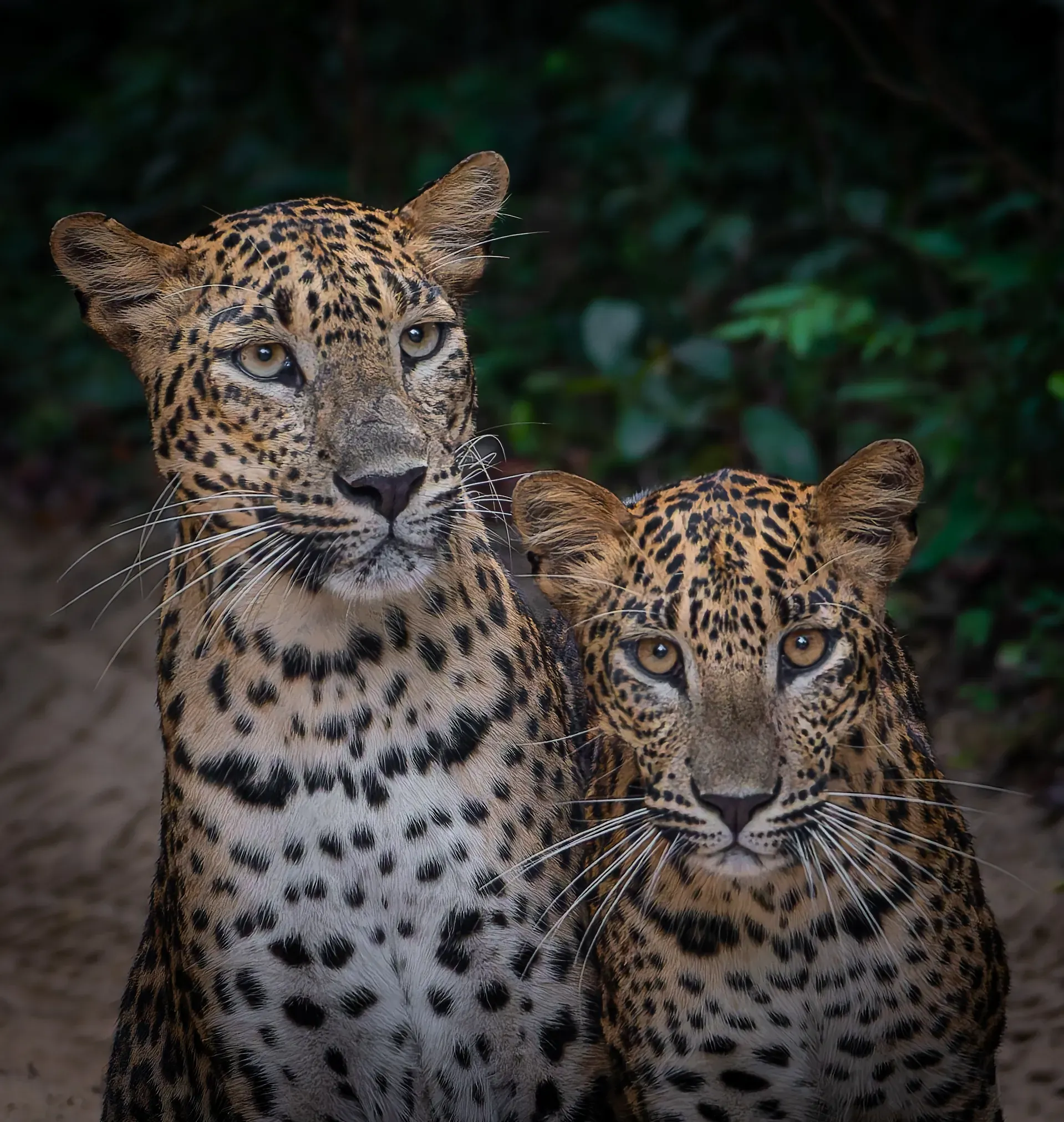Leopard mother and cub side by side, looking into the camera