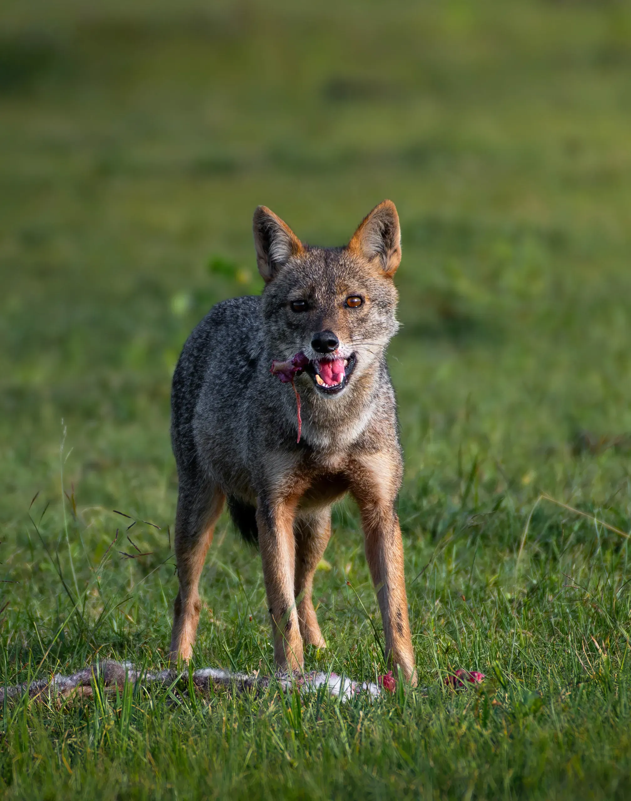 Golden jackal standing in green grass