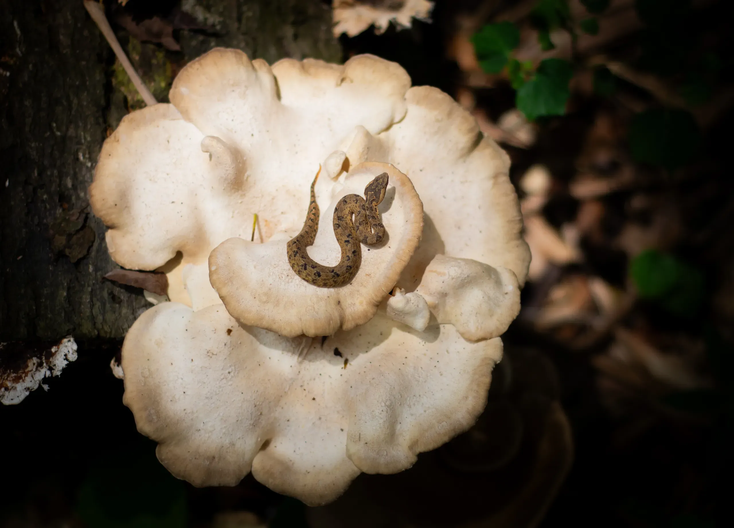 Hump-nosed viper coiled on a white bracket fungus