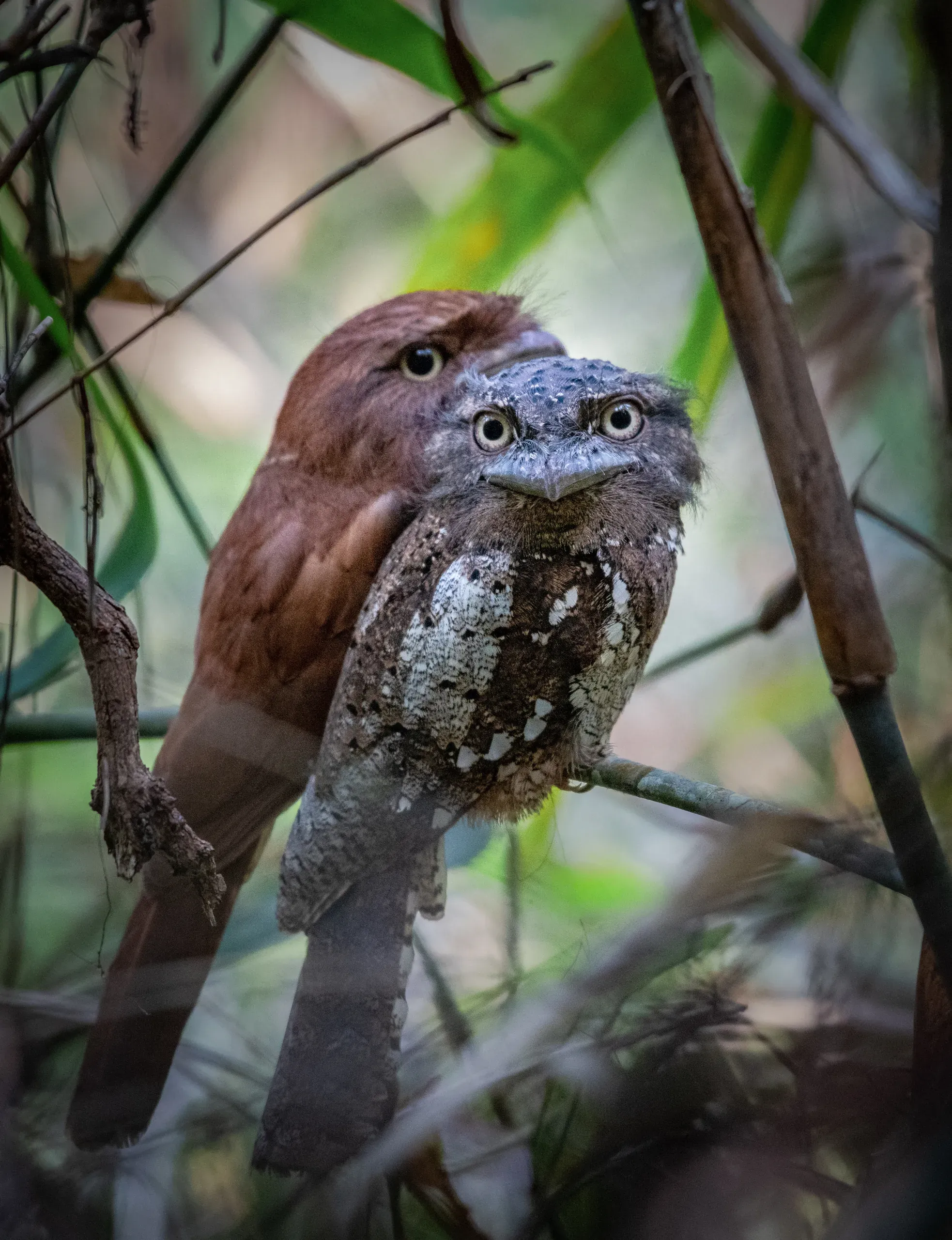 Pair of Sri Lanka frogmouths roosting together
