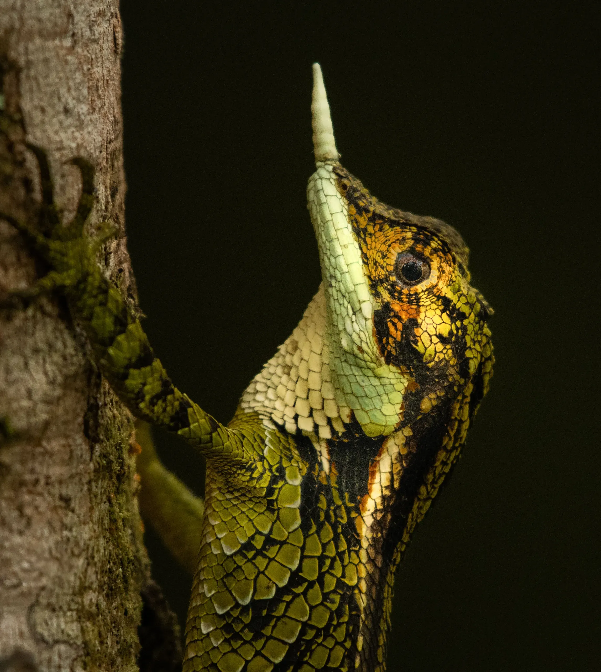 Hump-nosed lizard on a tree trunk