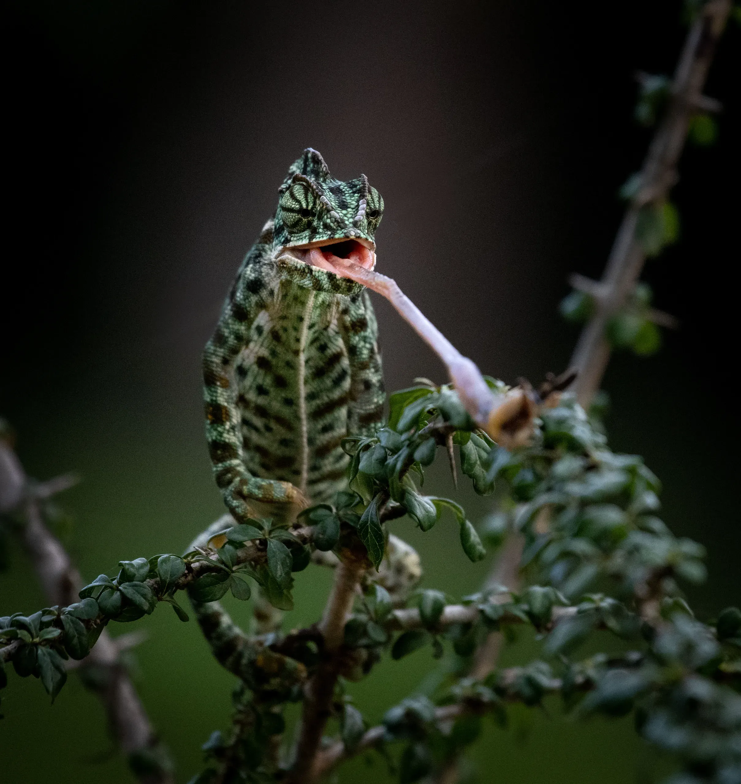 Chameleon shooting out its tongue to catch prey