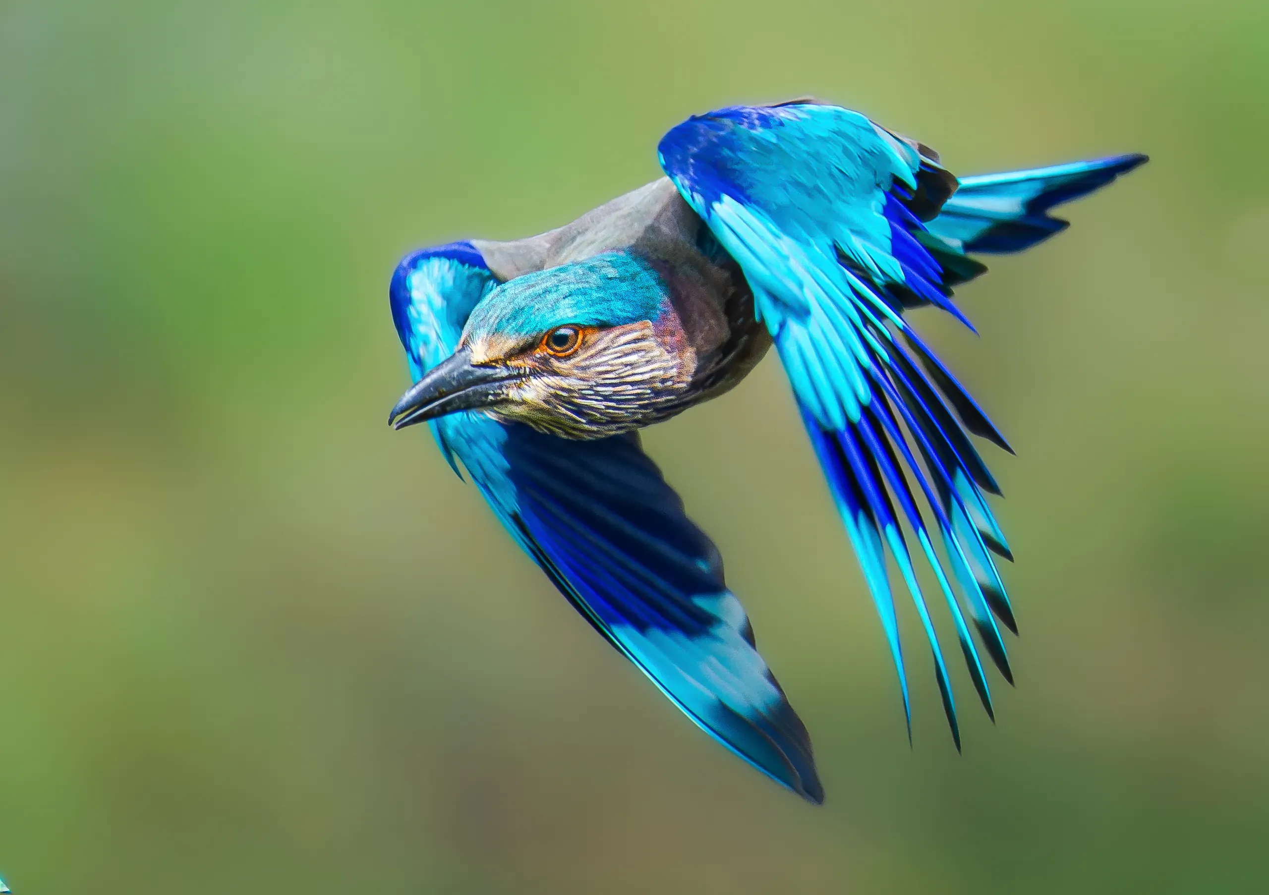 Indian roller in flight with bright blue wings spread