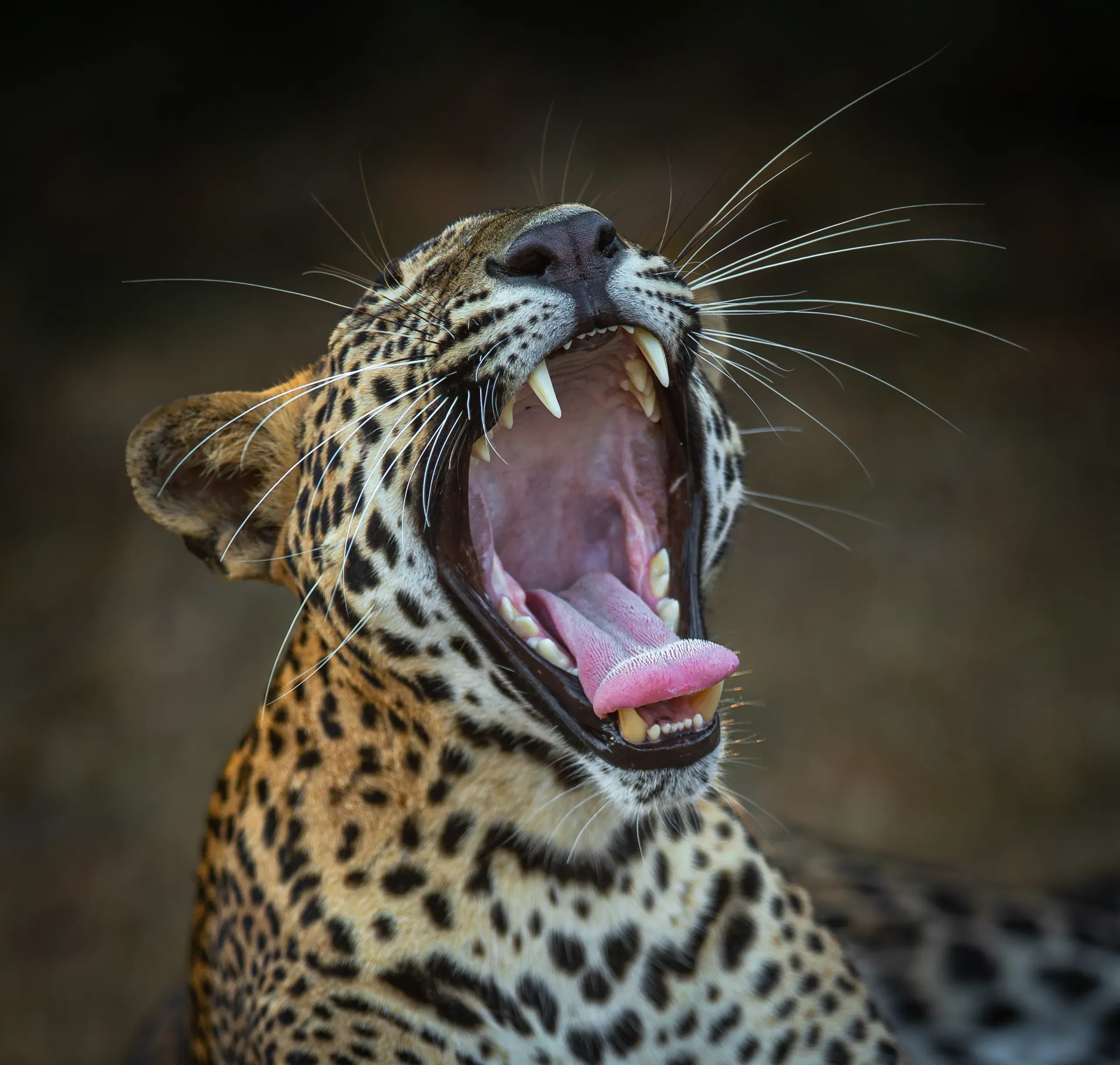 Close-up of a leopard yawning, fangs showing