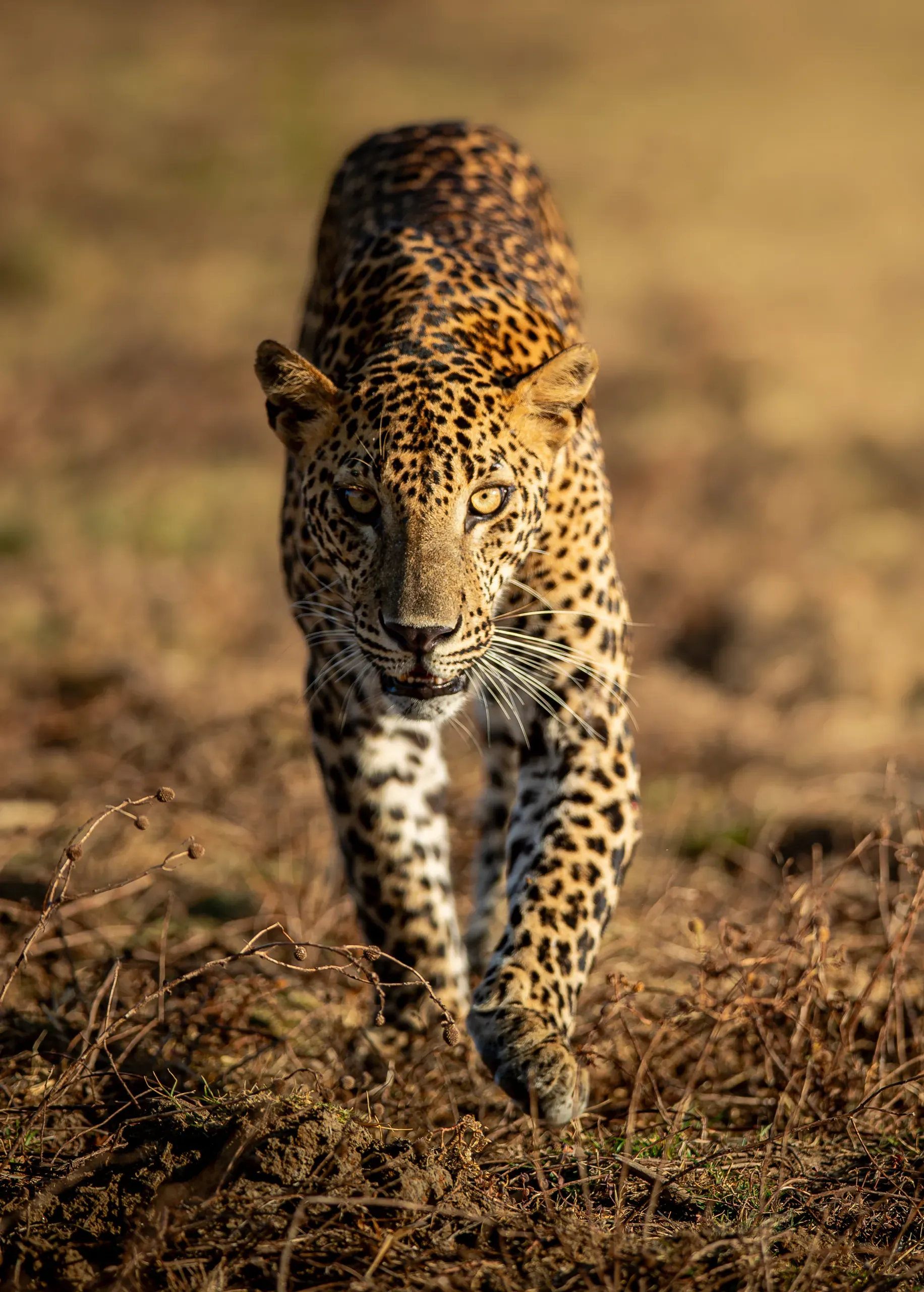 Leopard walking towards the camera through dry grass