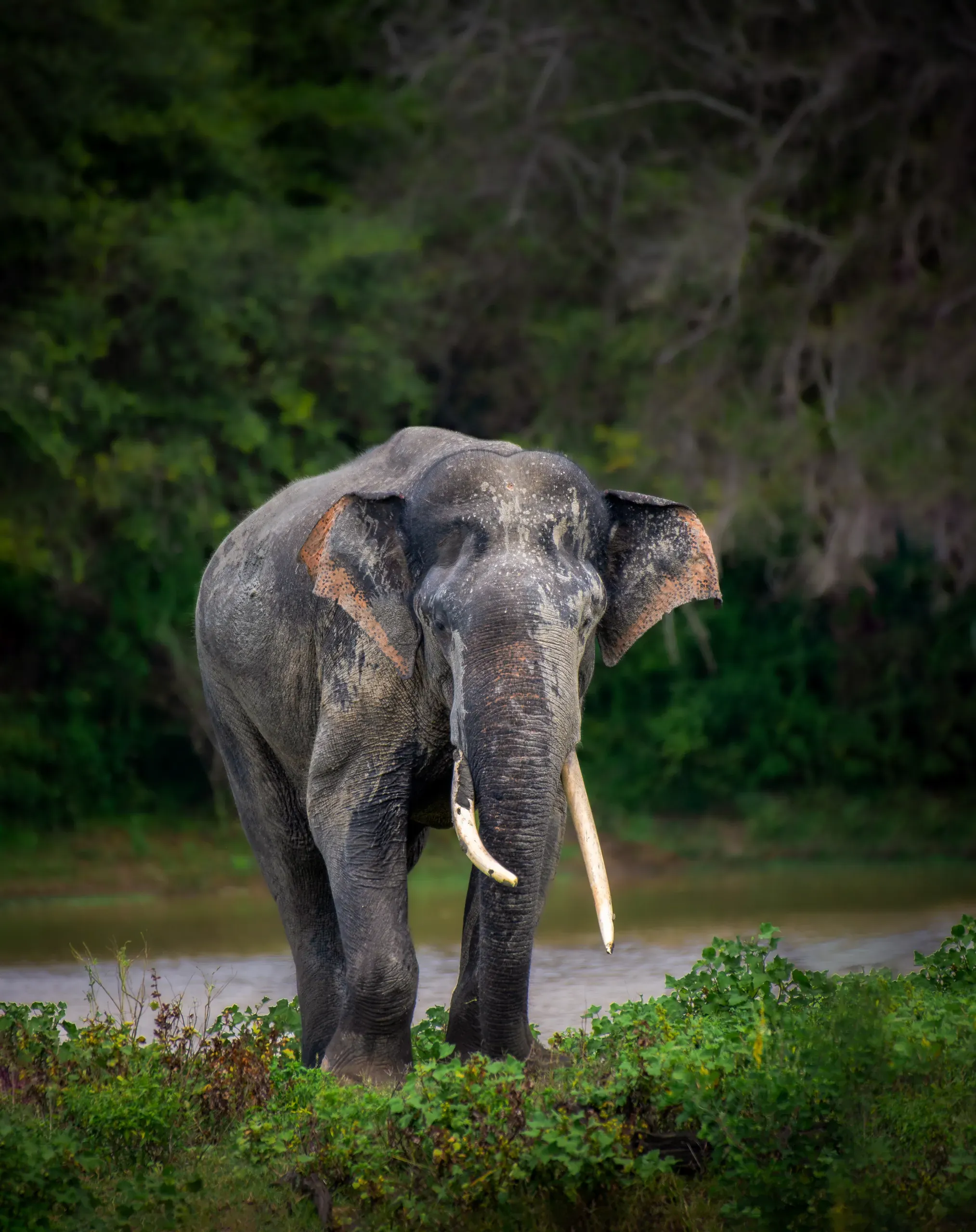 Tusker elephant standing at the forest edge
