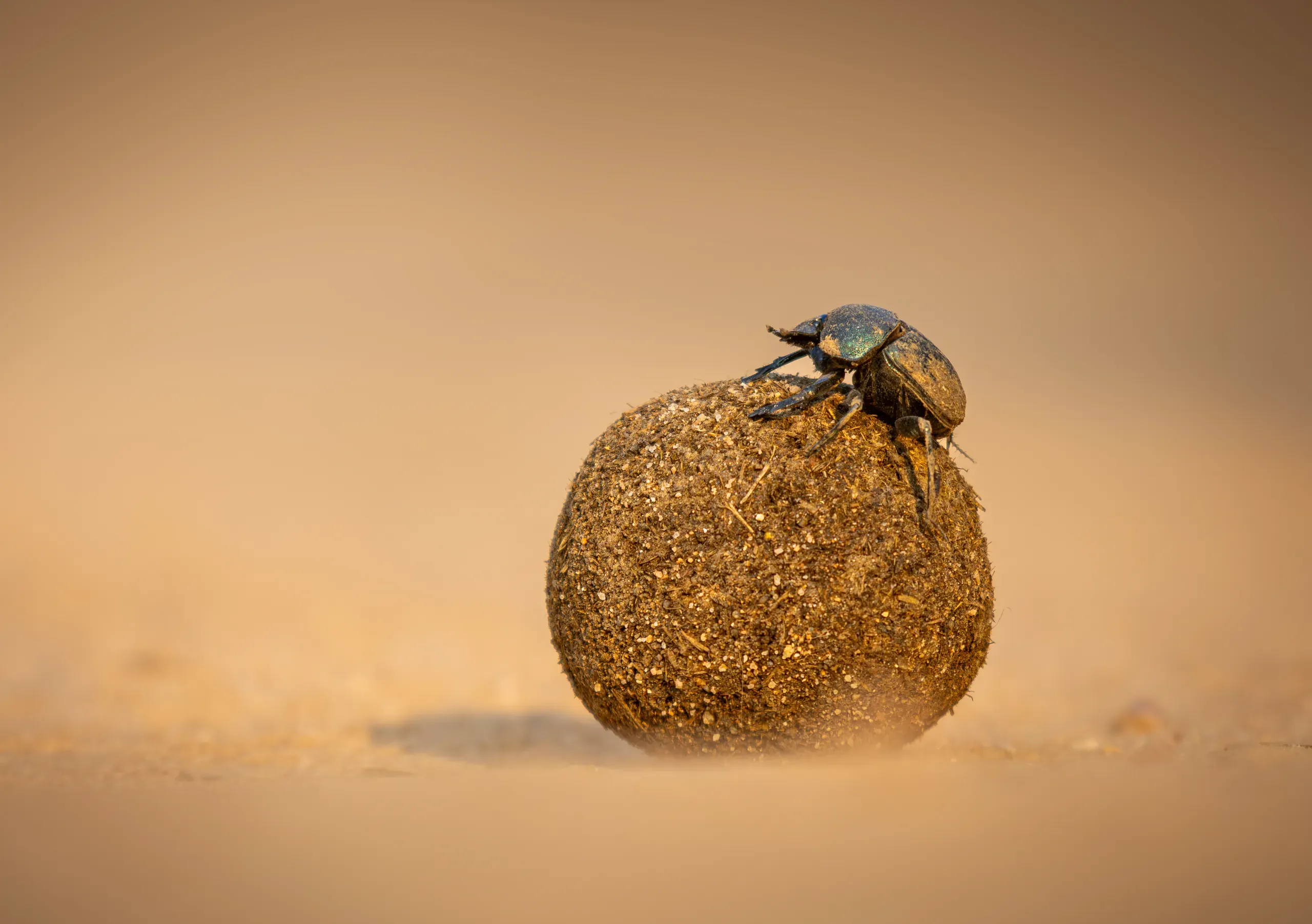 Dung beetle balanced on its dung ball