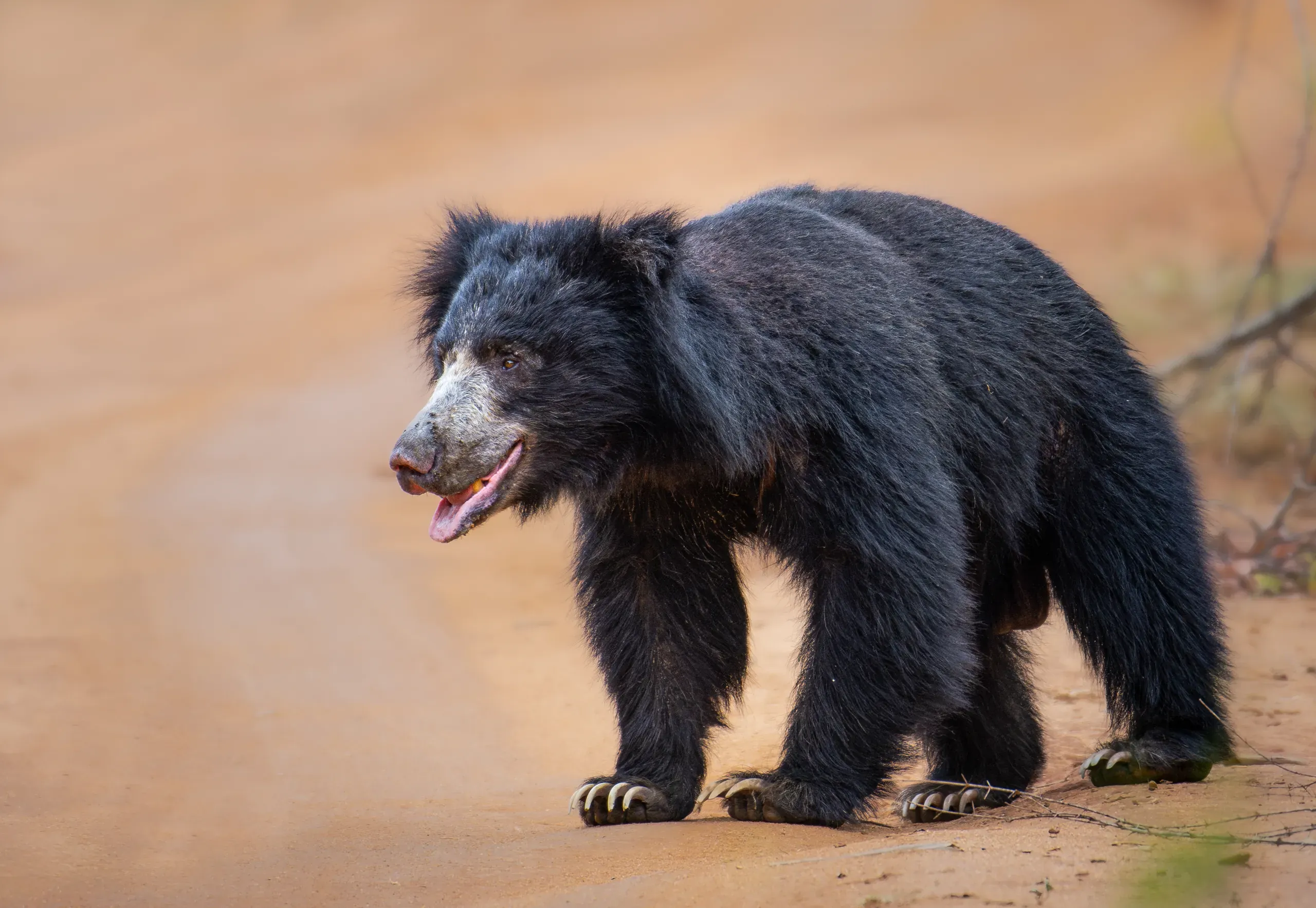 Sloth bear crossing a sandy track