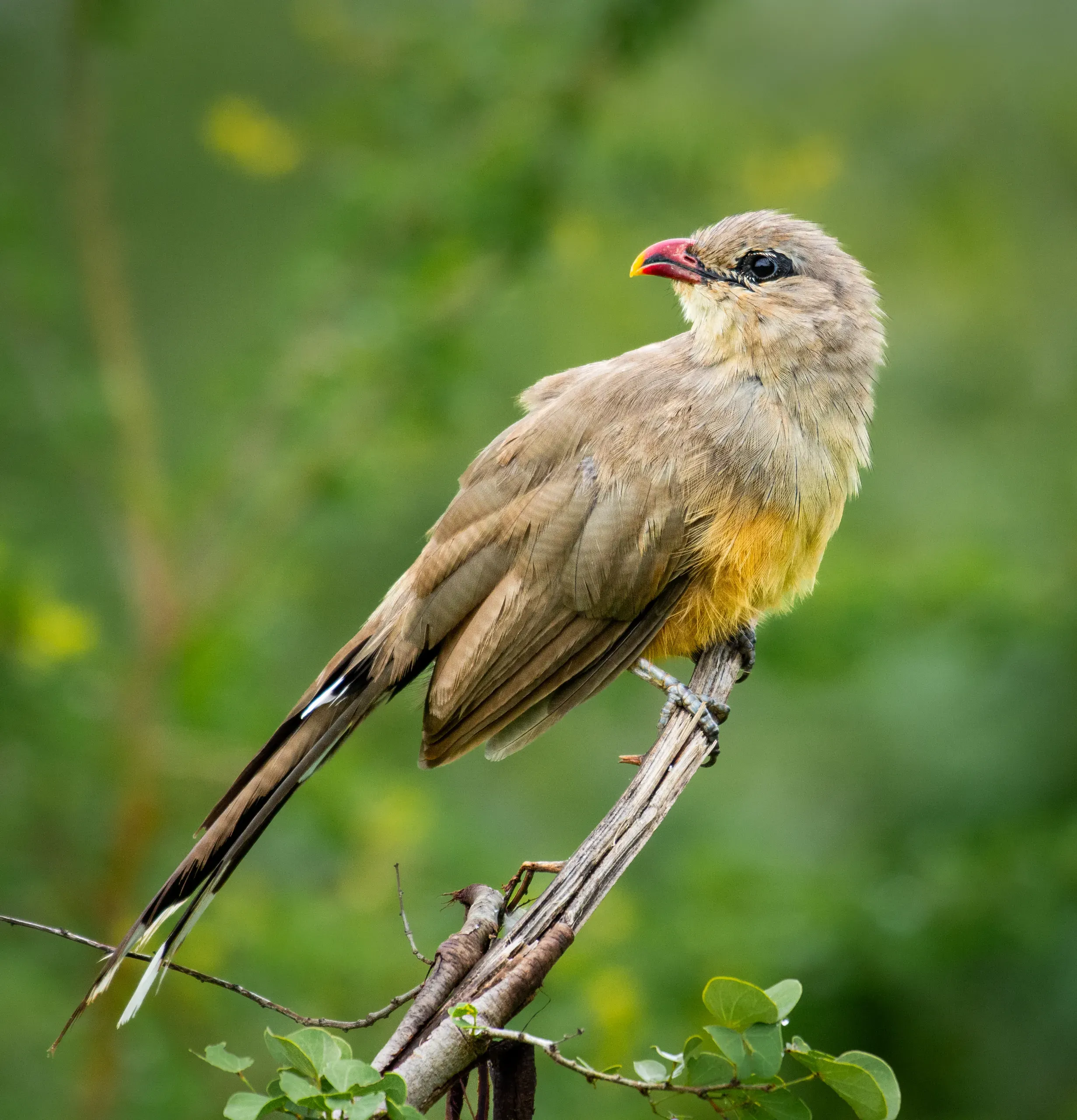 Sirkeer malkoha perched on a dead branch