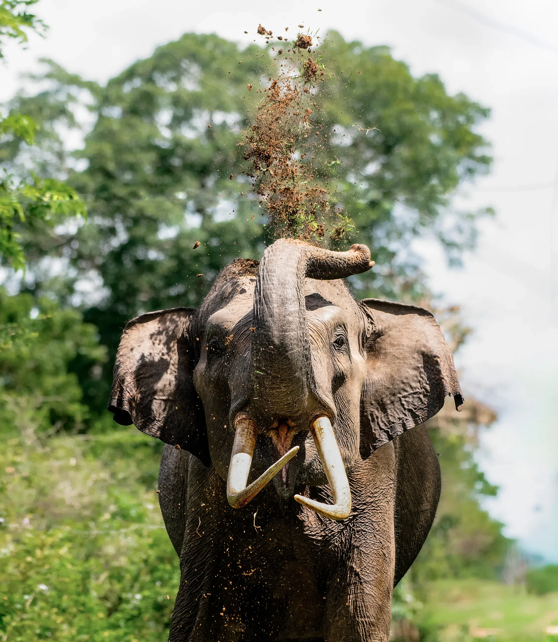 Elephant throwing dust over its head