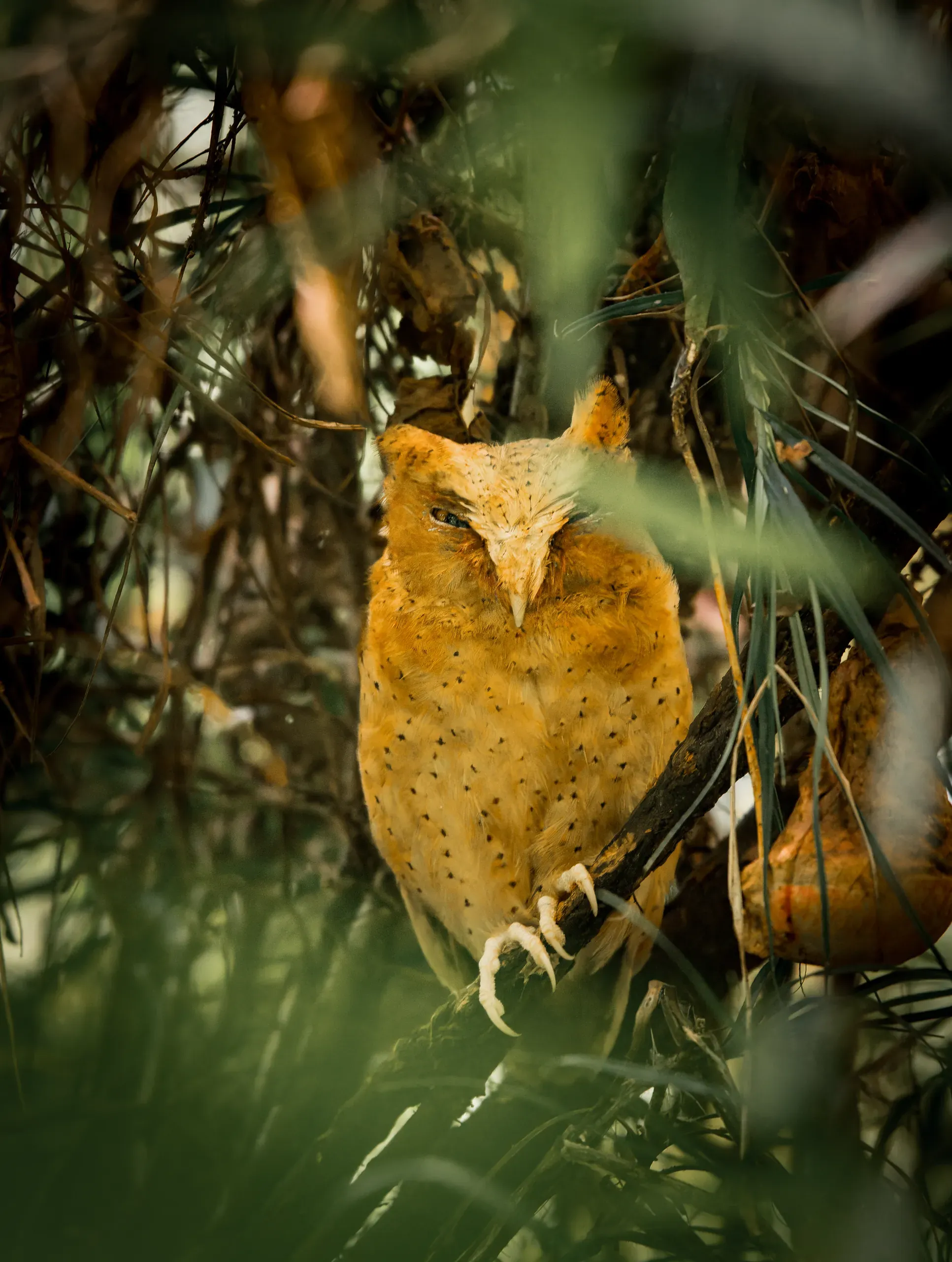 Rufous scops owl hidden in dense foliage
