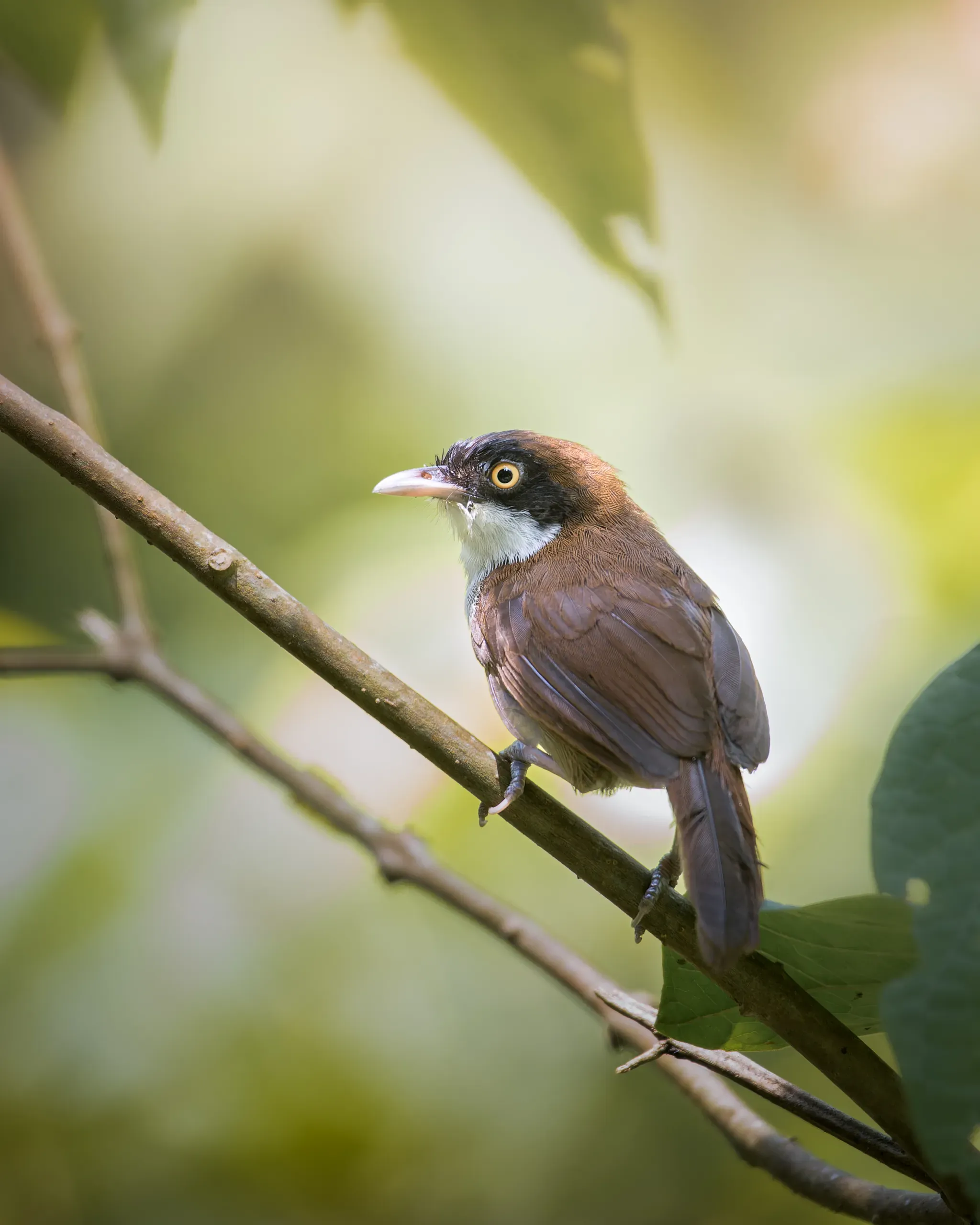 Dark-fronted babbler on a branch