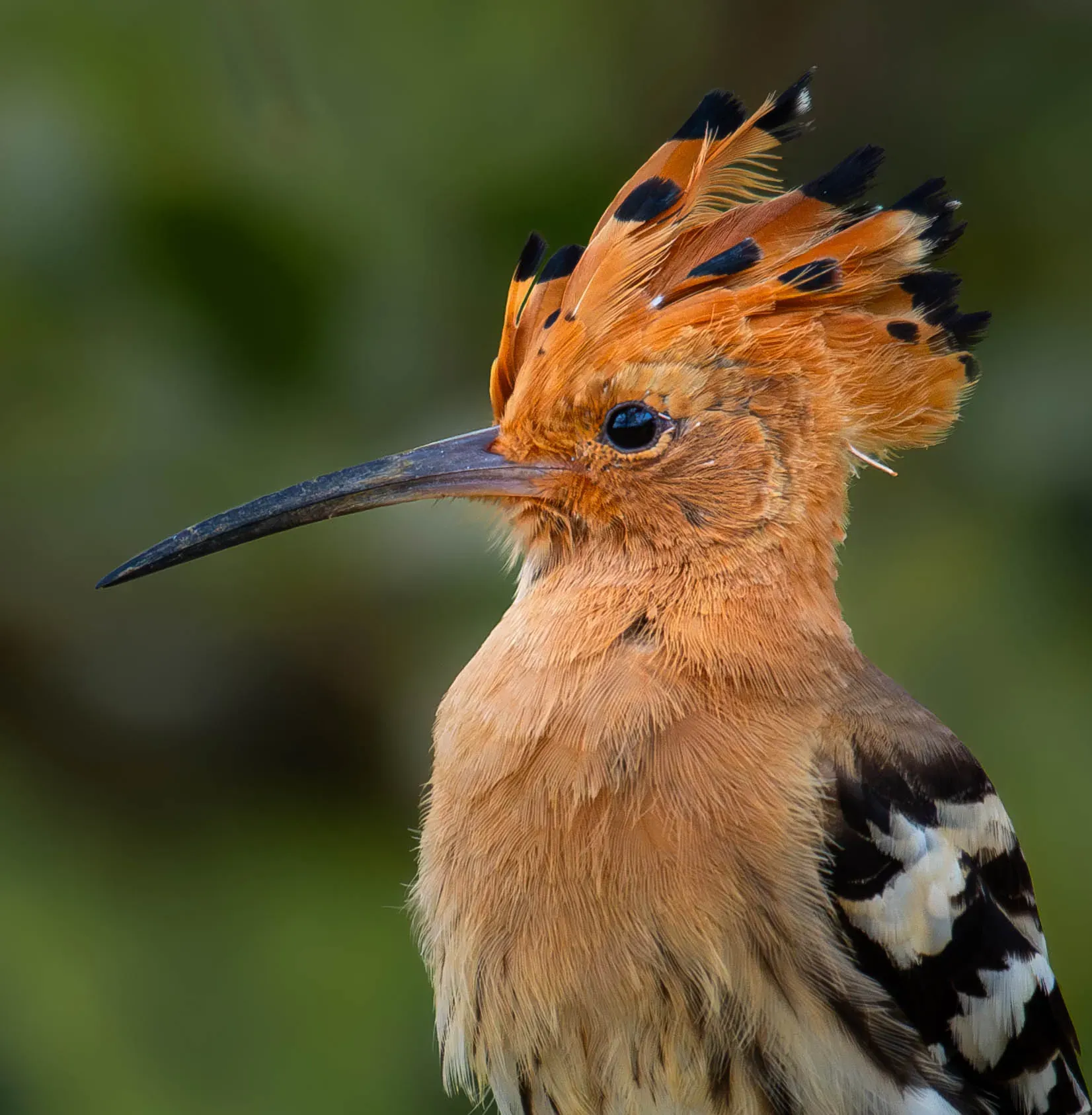 Eurasian hoopoe with its orange crest raised