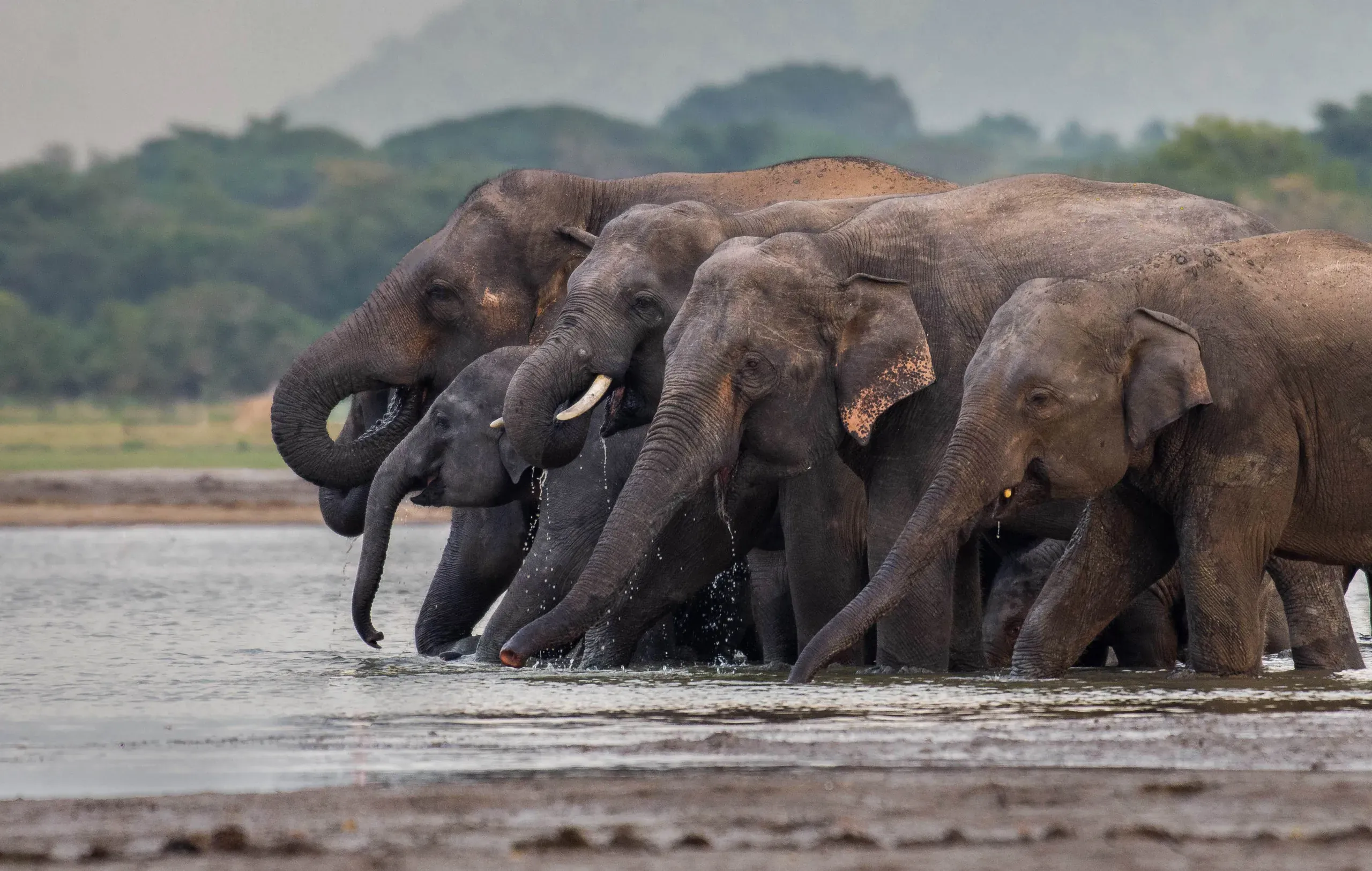 Herd of Asian elephants drinking side by side at a reservoir
