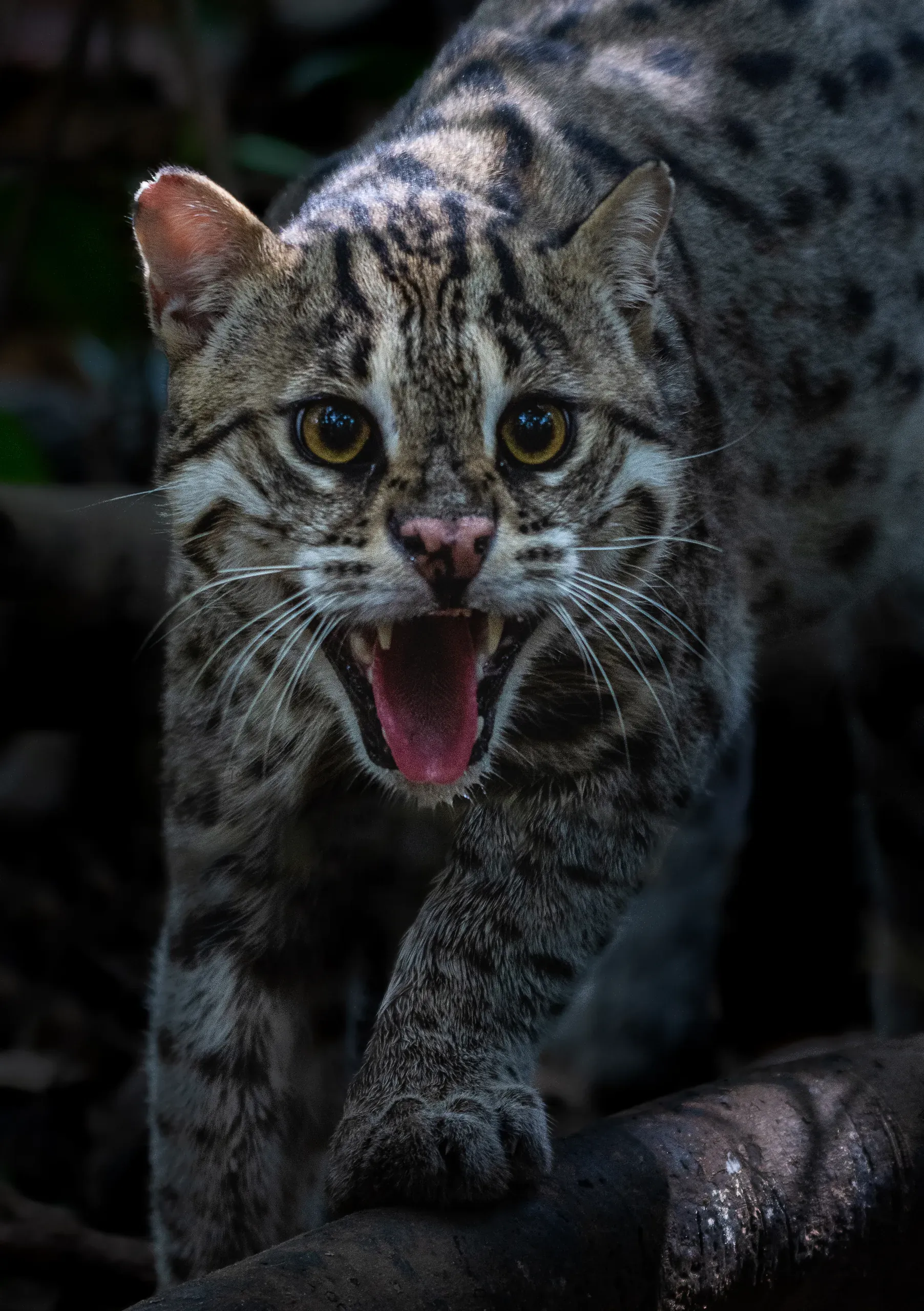 Fishing cat snarling as it steps along a branch